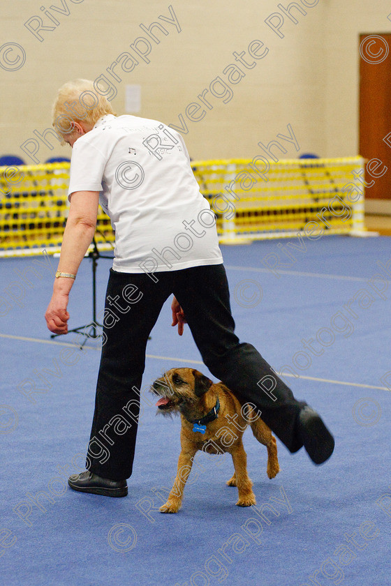 AWC 6310 
 Keywords: 2009, Anita Hartland, Ann Mavin, Barnard Castle, Border Terrier, County Durham, DL12 8DS, Foxcraig Minstrel, Judges Jeanette Fyfe, May, Northern Mutts N Music, Royal Canin, Starters Freestyle, Strathmore Road, Teesdale Sports Centre, canine freestyle, competition, heelwork to music, penny draper