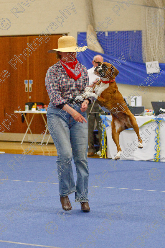 AWC 6304 
 Keywords: 2009, Amanda Jinks, Anita Hartland, Barnard Castle, Boxer, County Durham, DL12 8DS, Judges Jeanette Fyfe, May, Nel Gwynne Seefeld, Northern Mutts N Music, Royal Canin, Starters Freestyle, Strathmore Road, Teesdale Sports Centre, canine freestyle, competition, heelwork to music, penny draper