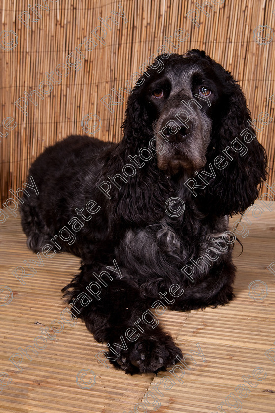 AWC 9473 
 Keywords: 2009, Ower, dogs, july, portraits, wellow agility club