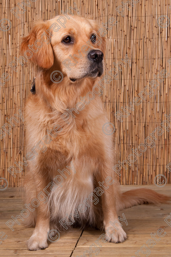 AWC 9666 
 Keywords: 2009, Ower, dogs, july, portraits, wellow agility club