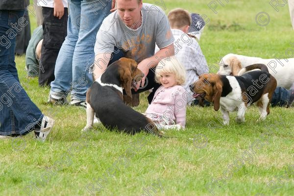 IMG 3196 
 Hatfield House Country Show 2008 Albany Bassett Hounds 
 Keywords: albany bassett hounds, hatfield house country show, meet and greet, pet, stroke