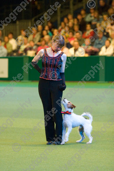 IMG 7434 
 Carol Wallace with Last of the Summer Wine performing Heelwork to Music at Crufts 2008 in the Arena at the NEC Birmingham 
 Keywords: 2008, Arena, Display, Jack Russell, Last of the Summer Wine, NEC, birmingham, canine freestyle, carol wallace, crufts, dancing, dogs, heelwork to music, htm, march, performance