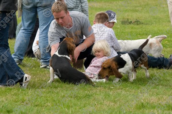 IMG 3197 
 Hatfield House Country Show 2008 Albany Bassett Hounds 
 Keywords: albany bassett hounds, hatfield house country show, meet and greet, pet, stroke