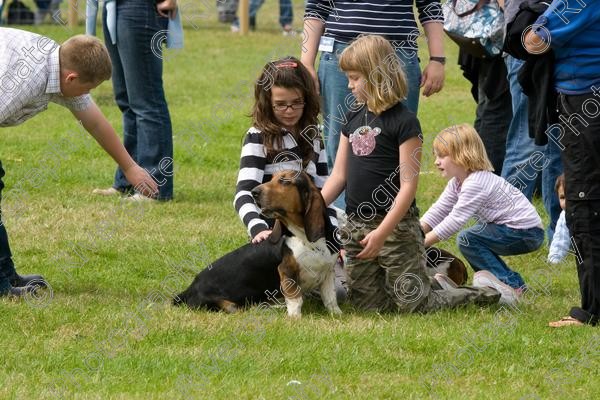 IMG 3231 
 Hatfield House Country Show 2008 Albany Bassett Hounds 
 Keywords: albany bassett hounds, hatfield house country show, meet and greet, pet, stroke