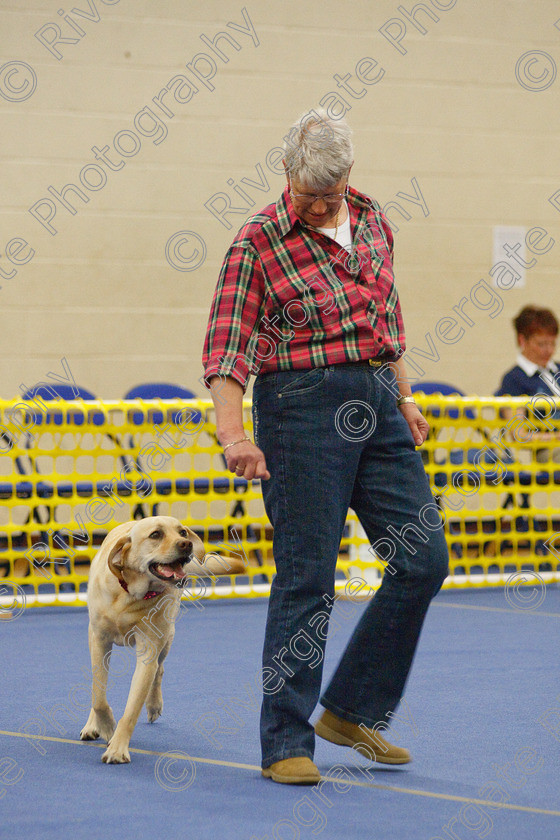 AWC 5784 
 Keywords: 2009, Barnard Castle, County Durham, DL12 8DS, May, Northern Mutts N Music, Novice Heelwork to Music, Royal Canin, Star Light Girl, Strathmore Road, Teesdale Sports Centre, bev williamson, canine freestyle, competition, heelwork to music, labrador