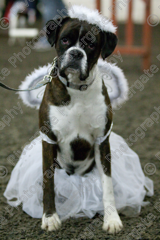 AWC 8098 
 Keywords: 2009, Fancy Dress, Xmas Party, december, dogs, wellow agility club