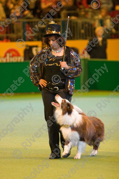 IMG 7352 
 Ann De Rizzio with Stillmoor Touch of Spice performing at Crufts 2008 in the Arena at the NEC Birmingham 
 Keywords: 2008, Arena, BC, Display, NEC, Stillmoor Touch of Spice, ann de rizzio, birmingham, border collie, canine freestyle, crufts, dancing, dogs, heelwork to music, htm, march, performance