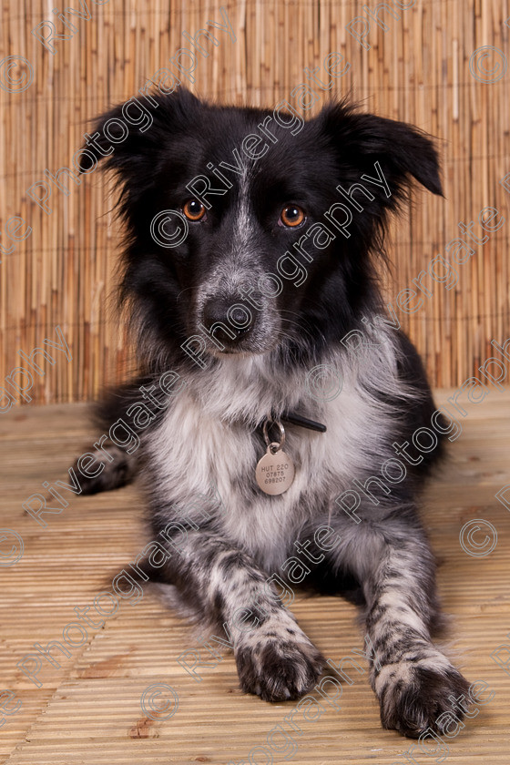 AWC 9479 
 Keywords: 2009, Ower, dogs, july, portraits, wellow agility club