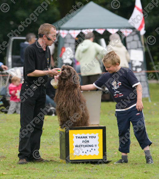 IMG 1153 
 Earls Barton Carnival, Richard Curtis and Disco 
arena display performance and demonstration 
 Keywords: child, kid, boy, working dog dog, disco, portuguese water dog, heelwork, working, display, green grass, demonstration, crowd, box