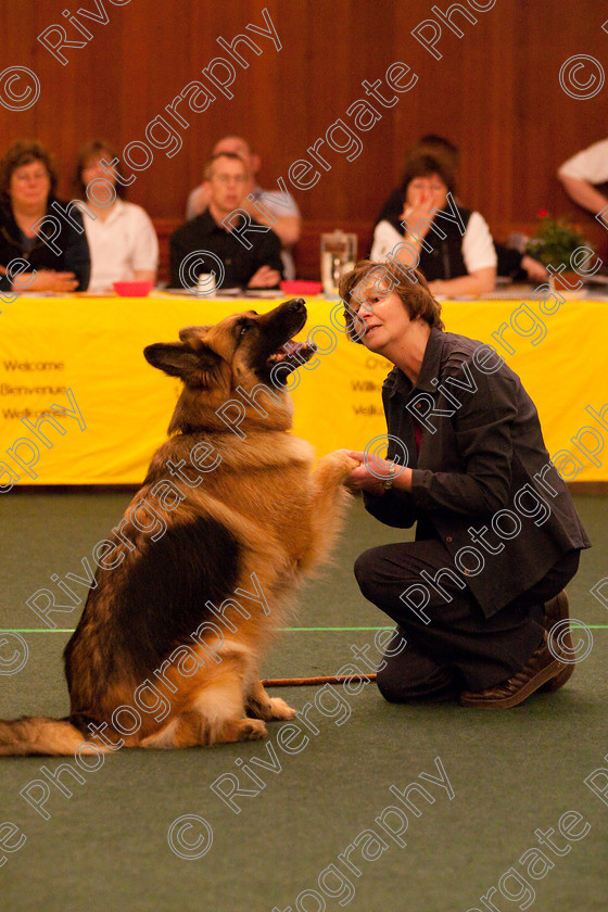 AWC 2511 
 Keywords: 2010, Advanced Freestyle Part 1, april, heelwork to music, sue betteridge, westglen