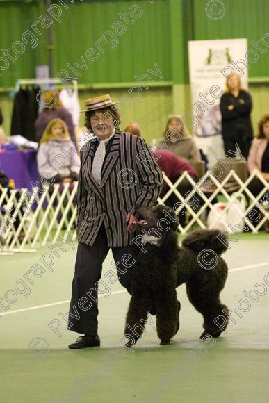 IMG 6363 
 Keywords: 2008, K9 Freestyle, Rugby DTC, canine freestyle, competition, connexions leisure centre, coventry, dancing dogs, february, heelwork to music, , ryton on dunsmore