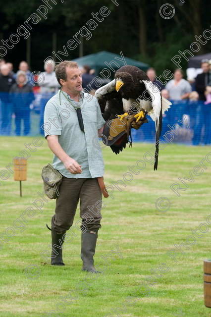 AWC 0068 
 RSPCA Milbrook, Chobham, Woking, 2005, arena demonstrations and displays, charity 
 Keywords: Bateleur Eagle, Batty, chris o'donnell, hawk experience, millbrook, woking