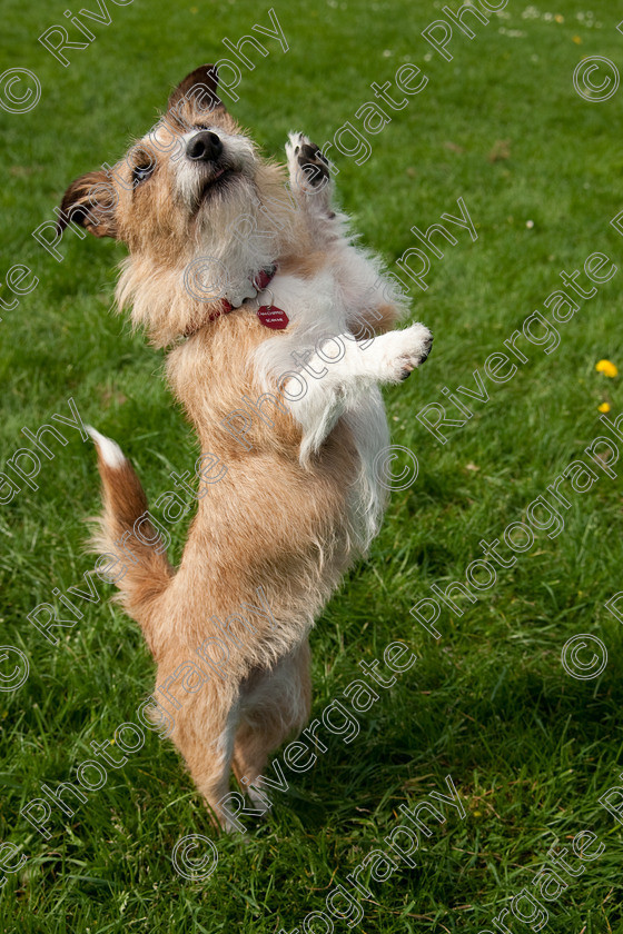 AWC 3637 
 Keywords: 2009, England, Nikki Maskell, UK, Worcester, Worcestershire, april, competition, heelwork to music, sky, westglen