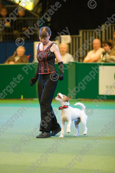 IMG 7446 
 Carol Wallace with Last of the Summer Wine performing Heelwork to Music at Crufts 2008 in the Arena at the NEC Birmingham 
 Keywords: 2008, Arena, Display, Jack Russell, Last of the Summer Wine, NEC, birmingham, canine freestyle, carol wallace, crufts, dancing, dogs, heelwork to music, htm, march, performance