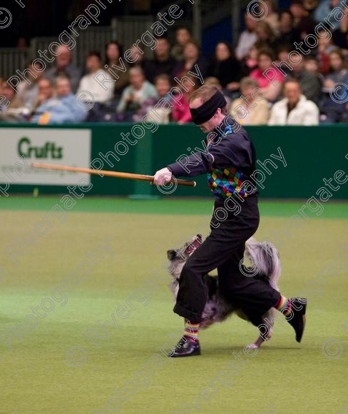 IMG 7286 
 Crufts Heelwork to Music and Canine Freestyle Competition Finals 
 Keywords: 2008, Arena, Display, NEC, birmingham, canine freestyle, crufts, dancing, dogs, heelwork to music, htm, march, performance, pogo, pot black routine, richard curtis