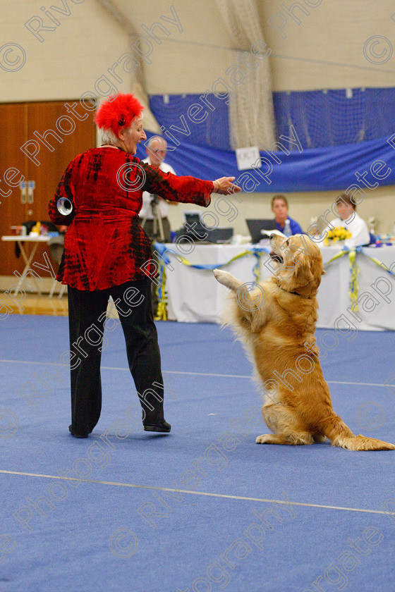 AWC 6597 
 Keywords: 2009, Barnard Castle, Class 6a, County Durham, DL12 8DS, Jeannette Fife, Judges: Penny Draper, May, Northern Mutts N Music, Novice Freestyle, Rainscourt Zi Folly, Richard Curtis, Royal Canin, Strathmore Road, Teesdale Sports Centre, annette lowe, canine freestyle, competition, golden retriever, heelwork to music