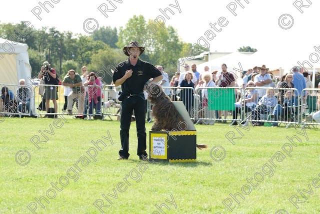 AWC 0897 
 Paws in the Park 2008 at The Hop Farm, Paddock Wood, Kent, organised by MDS Ltd 
 Keywords: 2008, arena demonstration, arena display, country show, display, paddock wood, paws in the park, richard curtis, september, the hop farm