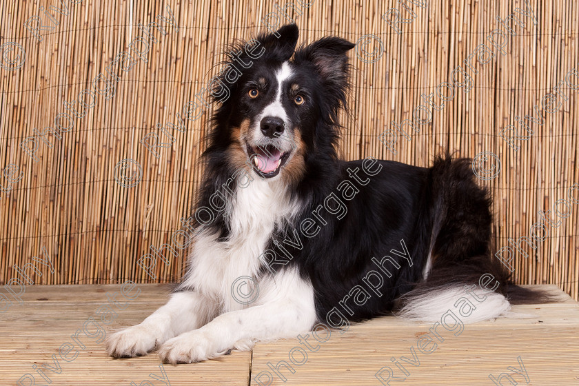 AWC 9503 
 Keywords: 2009, Ower, dogs, july, portraits, wellow agility club