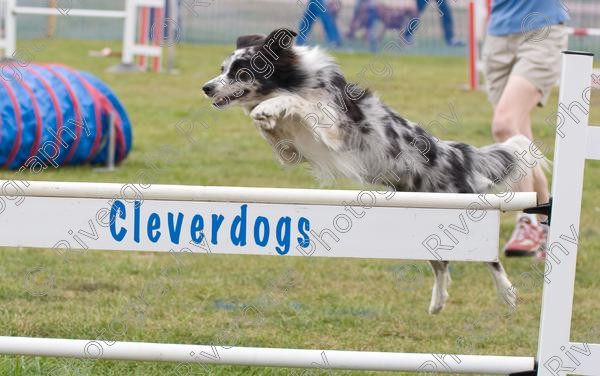 IMG 0089 
 Paws in the Park 2007 at The Hop Farm, Paddock Wood, Kent, organised by MDS Ltd 
 Keywords: 2007, Paws in the Park, The Hop Farm, september, dog, canine, agility, jumping, border collie, country show, event