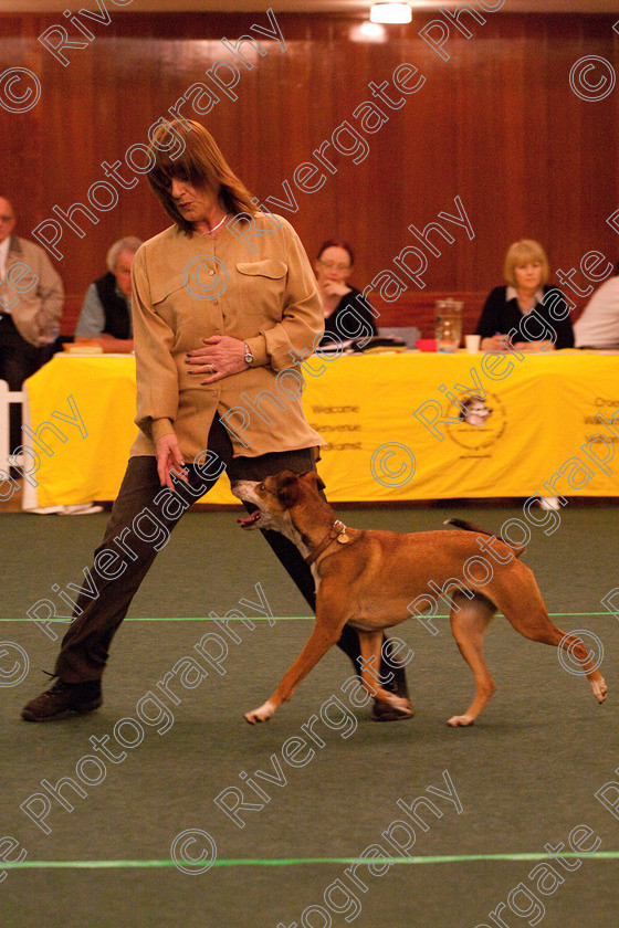 AWC 2197 
 Keywords: 2010, april, competition, heelwork to music, karen sykes, novice heelwork to music part 1, west glen