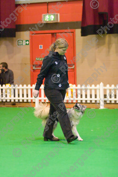 IMG 8540 
 Heelwork to Music and Canine Freestyle Competitions held at Westglen in April 2008 
 Keywords: 2008, Bilford Road, Perdiswell Leisure Centre, WR3 8DX, Worcester, april, competition, heelwork to music, westglen, helen taylor