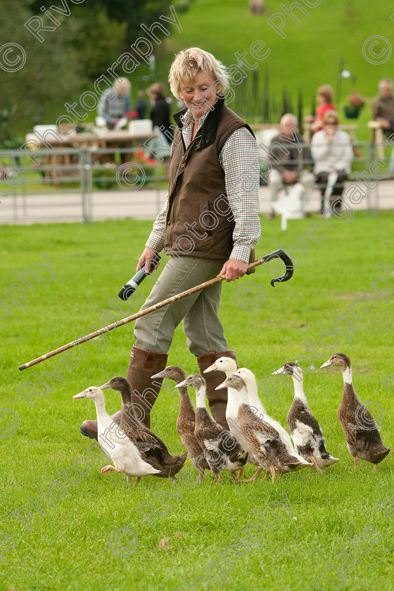 AWC 1148-2 
 Keywords: 0771 313 8528, 2009, England, Harrogate, North Yorkshire, UK, arena demonstration, arena display, august, duck herding, elaine hill, harrogate game fair, info@elainehill-sheepdogs.co.uk, sheepdog display