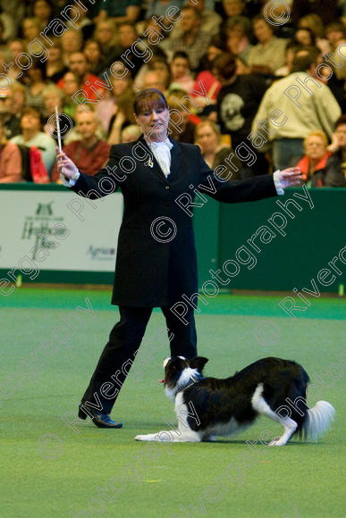 IMG 7593 copy 
 Crufts 2008 Heelwork to Music Winner, Karen Sykes 
 Keywords: crufts, 2008, Arena, Display, Iatka Spring Spangle, NEC, WS, birmingham, canine freestyle, crufts, dancing, dogs, heelwork to music, htm, karen sykes, march, performance, working sheepdog