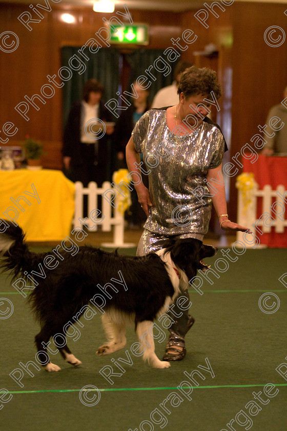 AWC 1727 
 Keywords: 2010, april, competition, heelwork to music, starters heelwork to music part 2, vicky steele, west glen