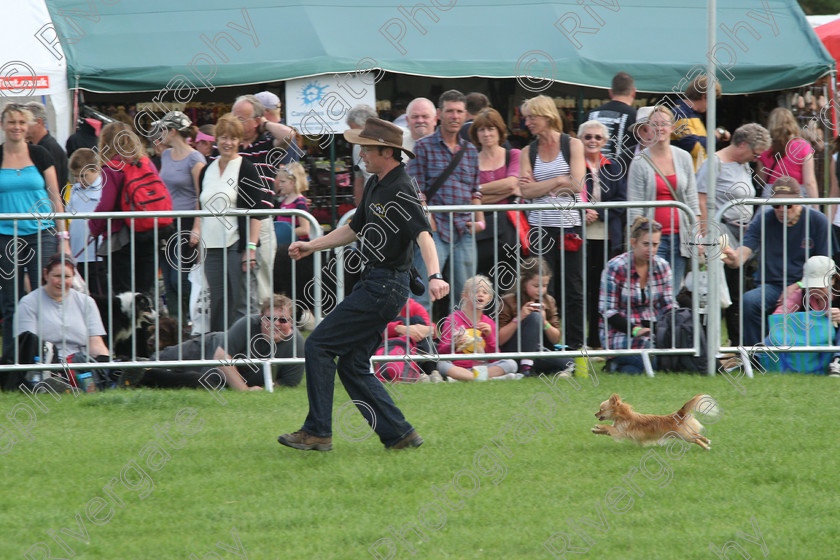 AWC 7358 
 Keywords: 2010, Chihuahua cross, Kent, MDS Shows Ltd, Paws in the Park, Richard Curtis, arena demonstrations, paddock wood, running