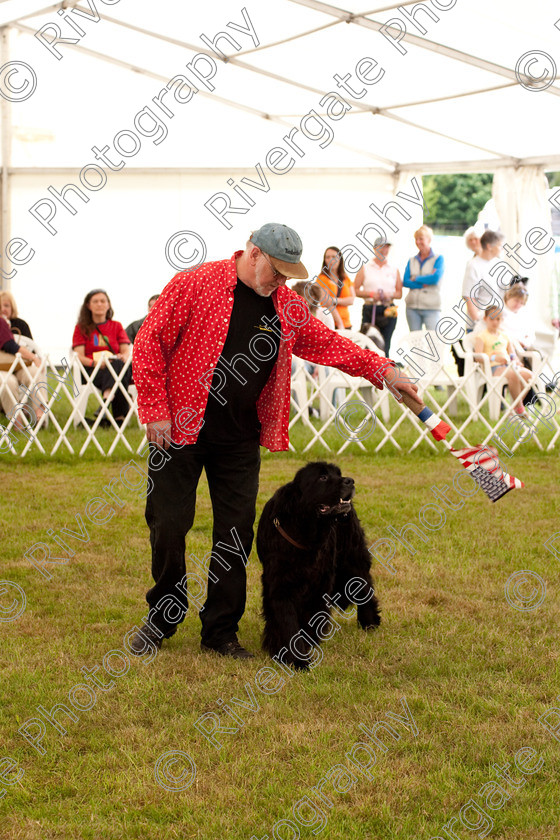 AWC 8164 
 Keywords: 2009, England, June, MDS Ltd, Paws in the Park, UK, broadlands, competition, hampshire, heelwork to music, paws in music, romsey