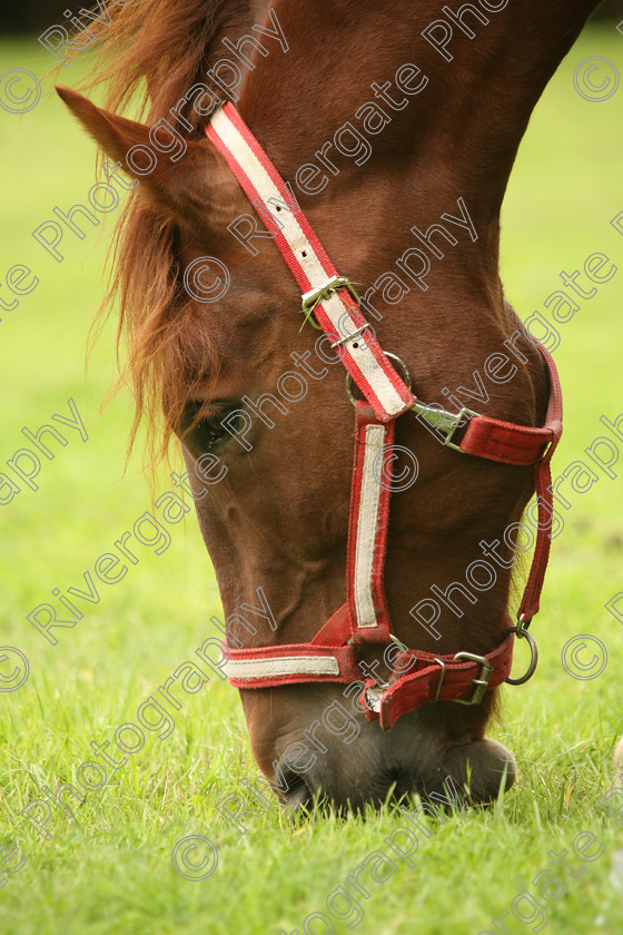 AWC 7608 
 Keywords: ANIMAL HEALTH TRUST, Gala Day, KENTFORD, Lanwades Park, Newmarket, Suffolk, grass, grazing, green, horse