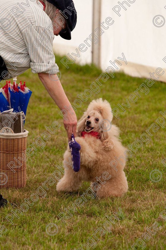 AWC 8108 
 Keywords: 2009, England, June, MDS Ltd, Paws in the Park, UK, broadlands, competition, hampshire, heelwork to music, paws in music, romsey