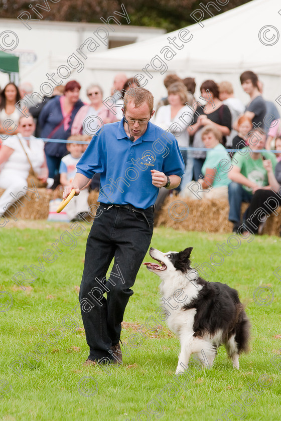 AWC 1336 
 Wanborough Country Show, August 2009, Richard Curtis' K9freestyle Dancing Dog Arena Display 
 Keywords: 2009, arena demonstration, arena display, august, canine freestyle, dog dancing, dog display, England, heelwork to music, k9freestyle, Lynch Field, Lynch Field, Wanborough, Wiltshire, England, UK, richard curtis, UK, wanborough country show, Wanborough, Wiltshire