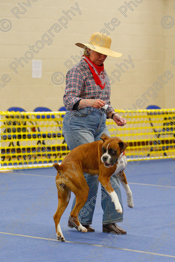 AWC 6299 
 Keywords: 2009, Amanda Jinks, Anita Hartland, Barnard Castle, Boxer, County Durham, DL12 8DS, Judges Jeanette Fyfe, May, Nel Gwynne Seefeld, Northern Mutts N Music, Royal Canin, Starters Freestyle, Strathmore Road, Teesdale Sports Centre, canine freestyle, competition, heelwork to music, penny draper