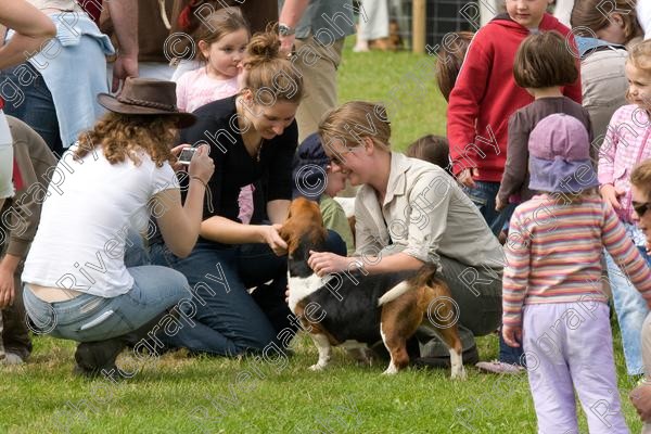 IMG 3201 
 Hatfield House Country Show 2008 Albany Bassett Hounds 
 Keywords: albany bassett hounds, hatfield house country show, meet and greet, pet, stroke