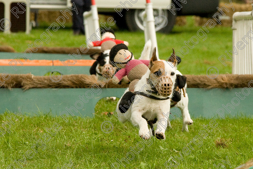 AWC 1850 
 Keywords: England, Lynch Field, UK, Wanborough, Wiltshire, arena demonstration, arena display, cyril the squirrel, terrier racing, wanborough country show