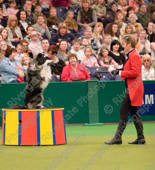 IMG 8035 
 Keywords: 2008, Arena, Display, NEC, birmingham, canine freestyle, crufts, dancing, dogs, heelwork to music, htm, march, performance, mary ray,