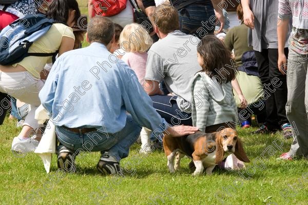 IMG 3195 
 Hatfield House Country Show 2008 Albany Bassett Hounds 
 Keywords: albany bassett hounds, hatfield house country show, meet and greet, pet, stroke