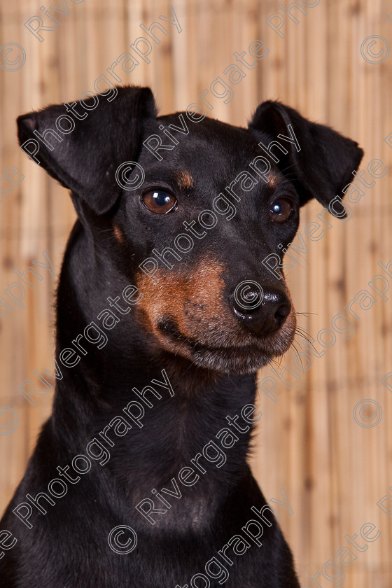 AWC 9701 
 Keywords: 2009, Ower, dogs, july, portraits, wellow agility club