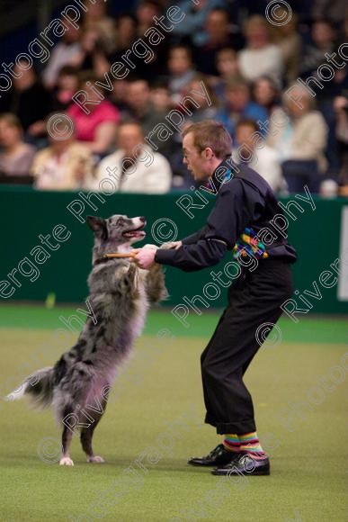 IMG 7243 
 Crufts Heelwork to Music and Canine Freestyle Competition Finals 
 Keywords: 2008, Arena, Display, NEC, birmingham, canine freestyle, crufts, dancing, dogs, heelwork to music, htm, march, performance, pogo, pot black routine, richard curtis