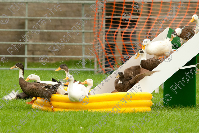 AWC 0783-2 
 Keywords: 0771 313 8528, 2009, England, Harrogate, North Yorkshire, UK, arena demonstration, arena display, august, duck herding, elaine hill, harrogate game fair, info@elainehill-sheepdogs.co.uk, sheepdog display