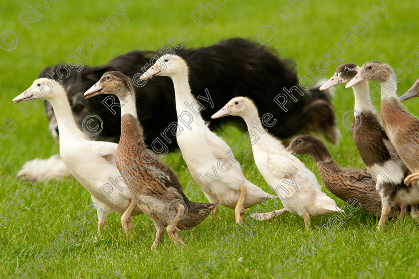 AWC 1133-2 
 Keywords: 0771 313 8528, 2009, England, Harrogate, North Yorkshire, UK, arena demonstration, arena display, august, duck herding, elaine hill, harrogate game fair, info@elainehill-sheepdogs.co.uk, sheepdog display