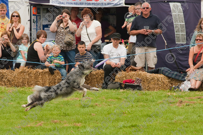 AWC 1520 
 Wanborough Country Show, August 2009, Richard Curtis' K9freestyle Dancing Dog Arena Display 
 Keywords: 2009, arena demonstration, arena display, august, canine freestyle, dog dancing, dog display, England, heelwork to music, k9freestyle, Lynch Field, Lynch Field, Wanborough, Wiltshire, England, UK, richard curtis, UK, wanborough country show, Wanborough, Wiltshire