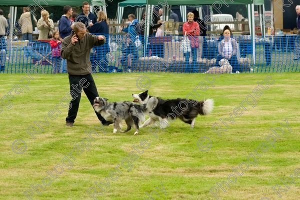 AWC 0218 
 RSPCA Milbrook, Chobham, Woking, 2005, arena demonstrations and displays, charity 
 Keywords: brace, millbrook, two dogs, woking