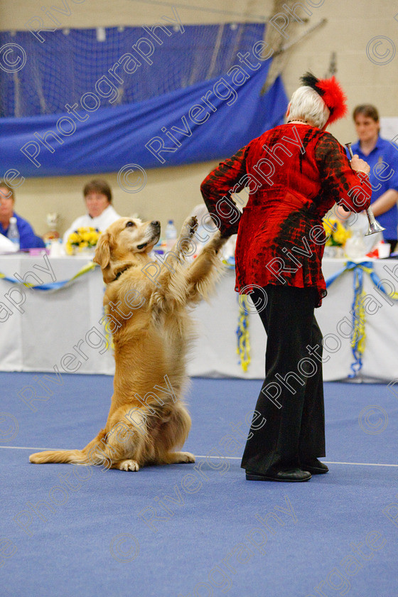 AWC 6593 
 Keywords: 2009, Barnard Castle, Class 6a, County Durham, DL12 8DS, Jeannette Fife, Judges: Penny Draper, May, Northern Mutts N Music, Novice Freestyle, Rainscourt Zi Folly, Richard Curtis, Royal Canin, Strathmore Road, Teesdale Sports Centre, annette lowe, canine freestyle, competition, golden retriever, heelwork to music