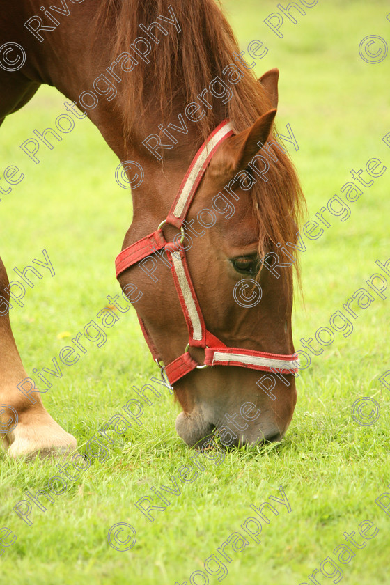 AWC 7606 
 Keywords: ANIMAL HEALTH TRUST, Gala Day, KENTFORD, Lanwades Park, Newmarket, Suffolk, grass, grazing, green, horse