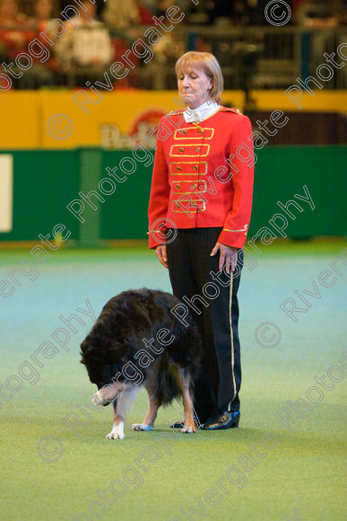 IMG 7481 
 Mary Muxworthy performing Advanced Heelwork to Music at the Crufts competition at the NEC Arena in Birmingham in March 2008 
 Keywords: 2008, Arena, Collywobble Cenltic Harry, Display, NEC, WS, Working Sheep dog, birmingham, canine freestyle, crufts, dancing, dogs, heelwork to music, htm, march, mary muxworthy, performance