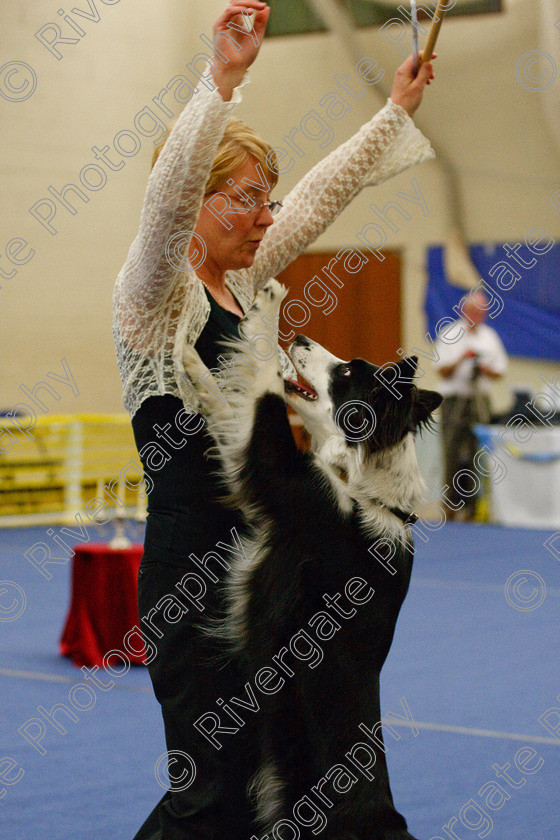 AWC 6487 
 Keywords: 2009, Barnard Castle, County Durham, DL12 8DS, Judges: Jackie Clarke, May, Northern Mutts N Music, Royal Canin, Starters Freestyle, Strathmore Road, Teesdale Sports Centre, canine freestyle, competition, heelwork to music