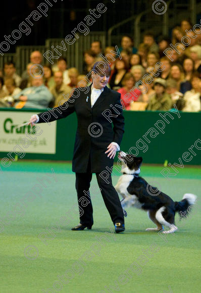 IMG 7595 
 Keywords: 2008, Arena, Display, Iatka Spring Spangle, NEC, WS, birmingham, canine freestyle, crufts, dancing, dogs, heelwork to music, htm, karen sykes, march, performance, working sheepdog