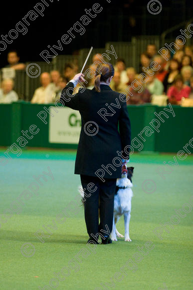 IMG 7586 
 Keywords: 2008, Arena, Display, Iatka Spring Spangle, NEC, WS, birmingham, canine freestyle, crufts, dancing, dogs, heelwork to music, htm, karen sykes, march, performance, working sheepdog